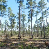 Timber Investment &nbsp; Hunting-Reduced images 6