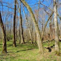 Big Creek Frontage &nbsp; Hardwood images 2