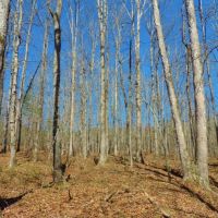 Big Creek Frontage &nbsp; Hardwood images 3