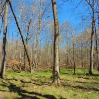 Big Creek Frontage &nbsp; Hardwood images 6