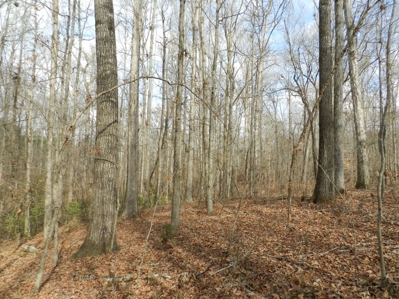 North  Butts Co. near McDonough featured image