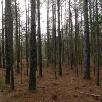 North  Butts Co. near McDonough images 3