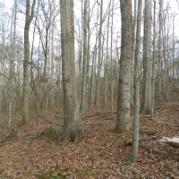 North  Butts Co. near McDonough images 5
