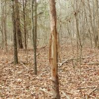 North  Butts Co. near McDonough images 6