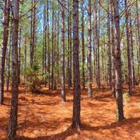 Reduced  20k - Great Hunting Get-A-Way images 5