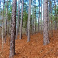 Reduced  20k - Great Hunting Get-A-Way images 6