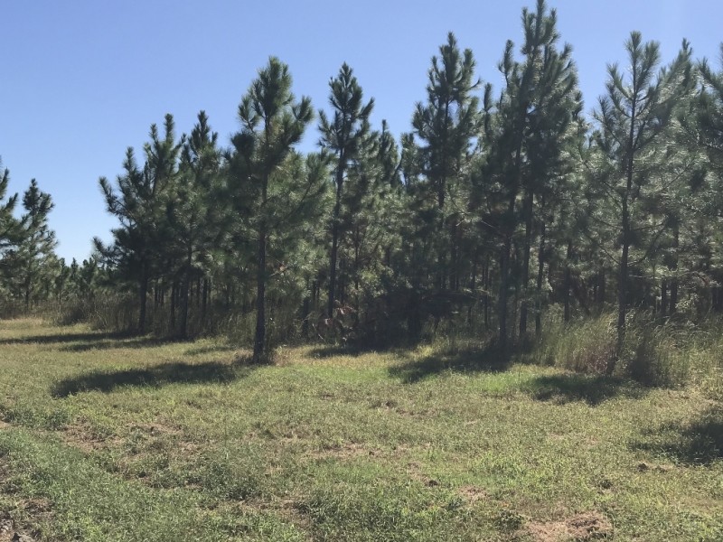 Planted Slash Pine Timber Investment featured image