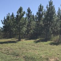 Planted Slash Pine Timber Investment