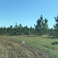Planted Slash Pine Timber Investment images 2