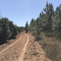 Planted Slash Pine Timber Investment images 3