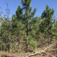 Planted Slash Pine Timber Investment images 4