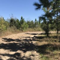 Planted Slash Pine Timber Investment images 5