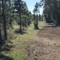 Planted Slash Pine Timber Investment images 6