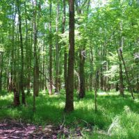 REDUCED  WMA Frontage  Cabin &nbsp;  Creek images 2