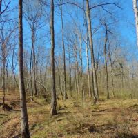 Pastureland  Timber  and 3 Ponds images 5