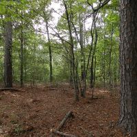 Jones Woods - Hunting &nbsp; Homesite images 2