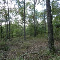 Jones Woods - Hunting &nbsp; Homesite images 3