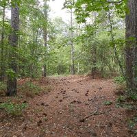 Jones Woods - Hunting &nbsp; Homesite images 5