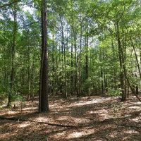 Tree Farm - Buck Signs Everywhere