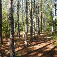 Tree Farm - Buck Signs Everywhere images 2