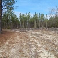 Creek Bottom &nbsp; Planted Pines