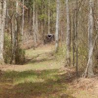 Creek Bottom &nbsp; Planted Pines images 2