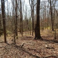 Creek Bottom &nbsp; Planted Pines images 4