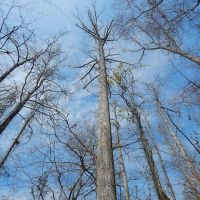 Creek Bottom &nbsp; Planted Pines images 5