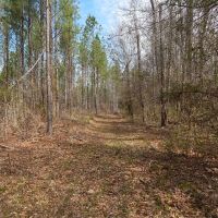 Creek Bottom &nbsp; Planted Pines images 6