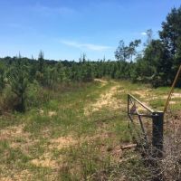 75 Acres Magnolia Progress Road images 2