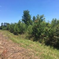 75 Acres Magnolia Progress Road images 3