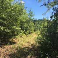 75 Acres Magnolia Progress Road images 4