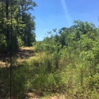 75 Acres Magnolia Progress Road images 5