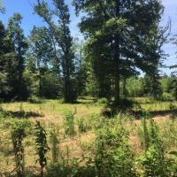 75 Acres Magnolia Progress Road images 6