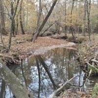 156 Acre Hunting Tract Hardwoods Creek Wilkinson County MS images 2