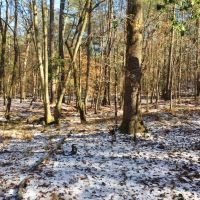 156 Acre Hunting Tract Hardwoods Creek Wilkinson County MS images 3