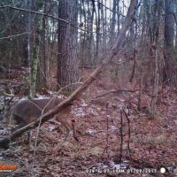 156 Acre Hunting Tract Hardwoods Creek Wilkinson County MS images 4