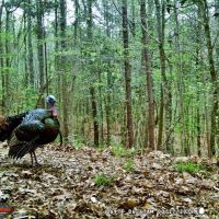 156 Acre Hunting Tract Hardwoods Creek Wilkinson County MS images 6