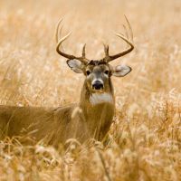 Beulah 80 images 2