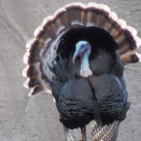 Sandoval Ranch images 5