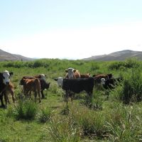 Parlin Darlin Ranch images 6