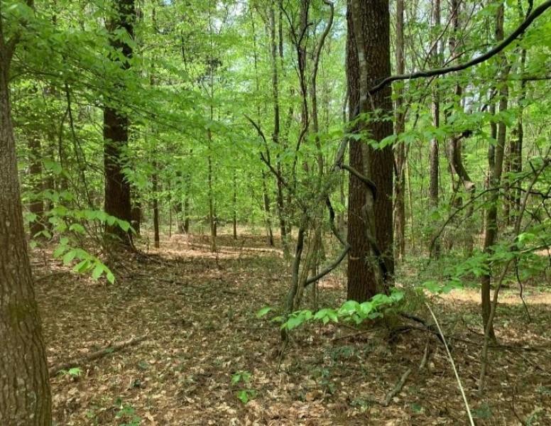 80 Acres in Lincoln County in Brookhaven  MS featured image