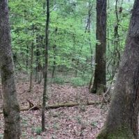 80 Acres in Lincoln County in Brookhaven  MS images 2