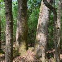 80 Acres in Lincoln County in Brookhaven  MS images 3