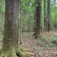 80 Acres in Lincoln County in Brookhaven  MS images 5