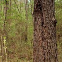 80 Acres in Lincoln County in Brookhaven  MS images 6