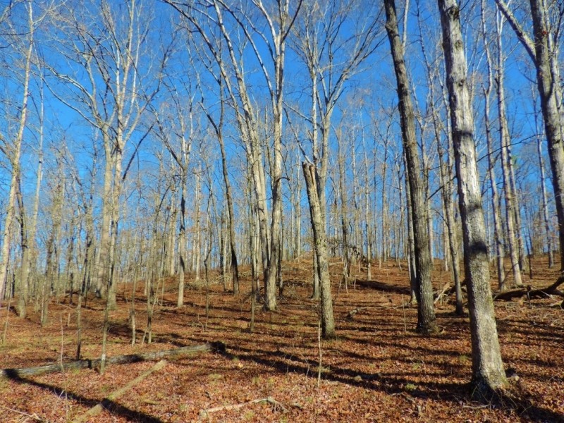 Woods Rd. Tract featured image
