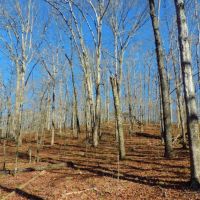 Woods Rd. Tract