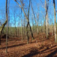 Woods Rd. Tract images 3