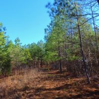 Woods Rd. Tract images 4